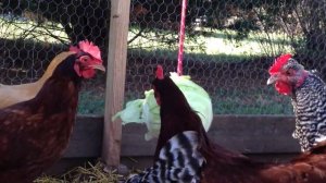 Капуста курам несушкам подвешивается на веревке