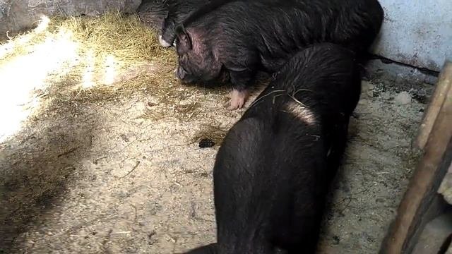 Вьетнамские свиньи, продолжение.