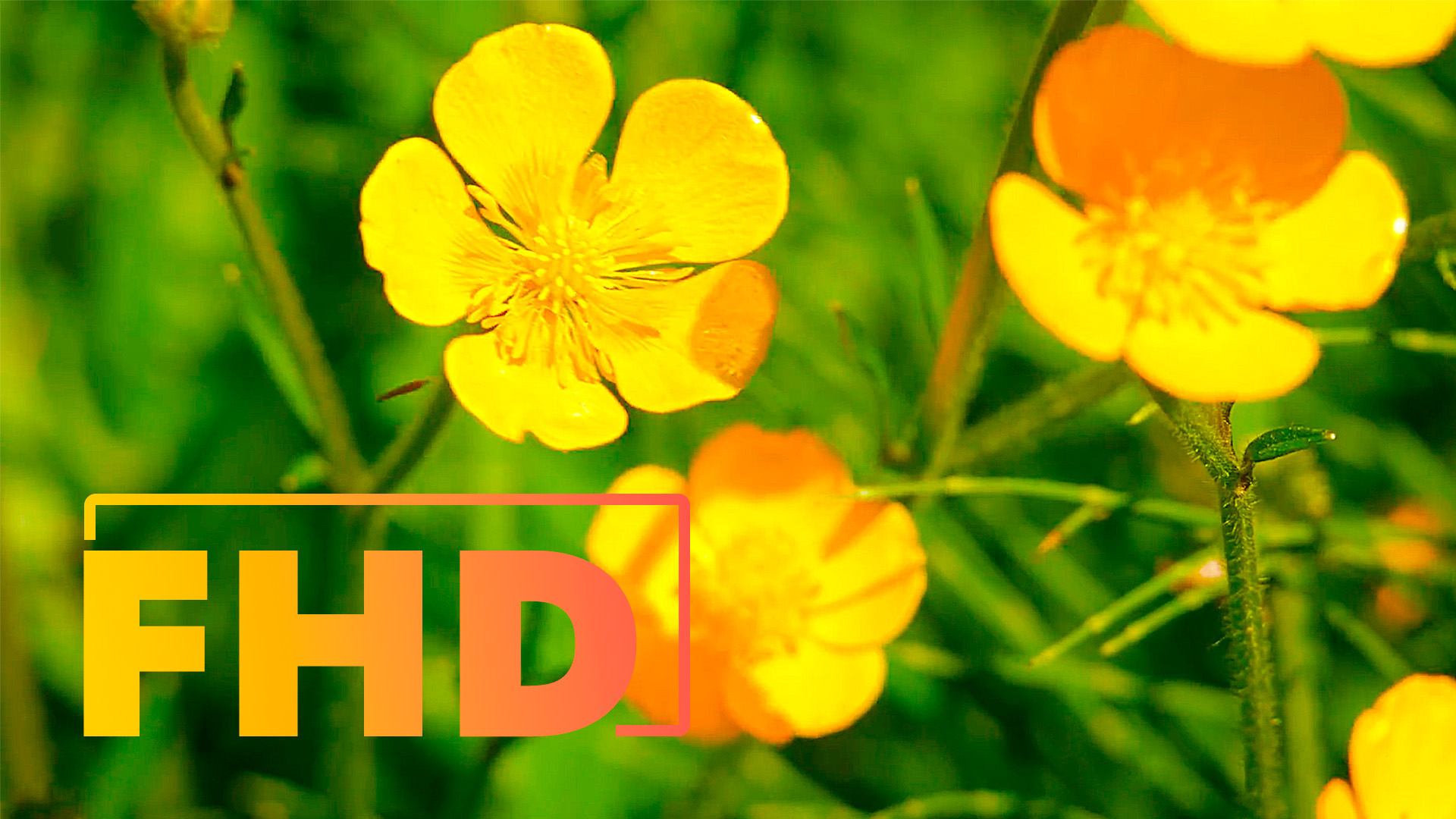 Пение птиц. Звуки леса. Расслабляющее видео. 1 час. Релакс. Медитация. Шум леса.