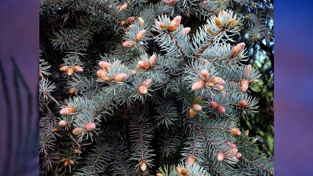 "В мире живой природы", Окружающий мир 2 класс ч.2, с.32-51, Планета знаний. смотреть онлайн