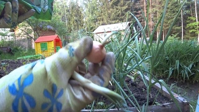 ШТУТТГАРТЕР РИЗЕН ЛУК-СЕВОК. ПОСАДКА ЛУКА. смотреть онлайн