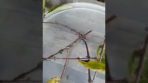 Почему не плодоносит жимолость Блю Банана