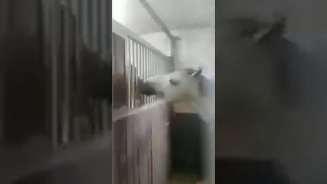 Аллах наделяет пропитанием лошадь смотреть онлайн