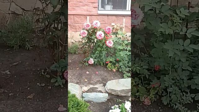 Доброе утро, друзья! #shortsvideo #видео #доброе