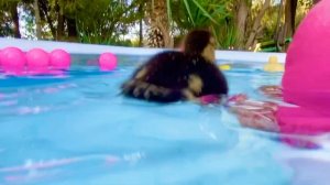 Утята плавают в БАССЕЙНЕ . Ева купает утят