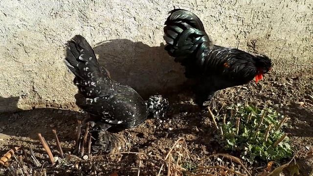 Декоративные курочки породы " Султанка". смотреть онлайн