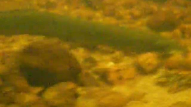 Минога смотреть онлайн