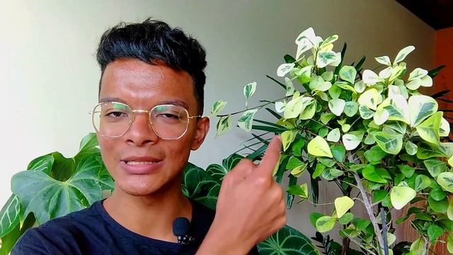Ficus Triangularis Variegata: apresentação e guia de cuidados! смотреть онлайн