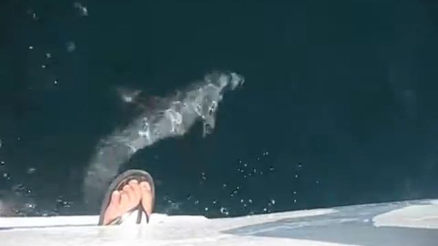 Дельфины в Черном море..авт ролика Рамиль Низамов МС. смотреть онлайн