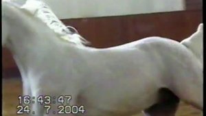 Красивейшие лошади России и мира Терский конный завод 2004 г Часть 4 Путешествие Гудзей по Кавмин