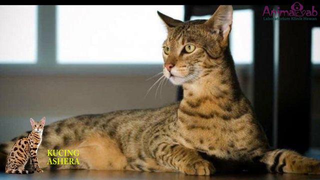 Kucing Ashera Termahal didunia#kucing смотреть онлайн