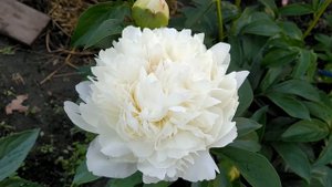 Пион James Luis.