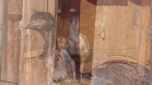 Крошка Енот. Звери, живущие снаружи. И птицы.