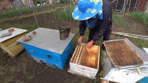 Подсадить НЕплодную матку легко,  при одном условии...