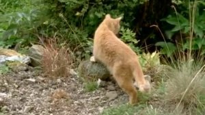 Кошки. Все о кошках