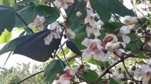 Катальпа бегониевидная Пурпуреа. Обзор одного растения.