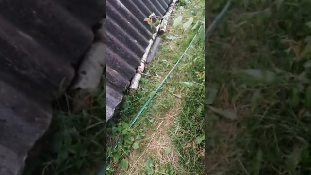 Ошибки по грибам. 2 волна засева гряд хольцера.