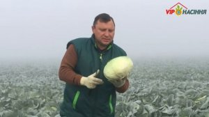 Мензания F1 (Menzania) белокочанная капуста среднего срока созревания от фирмы Seminis, Голландия