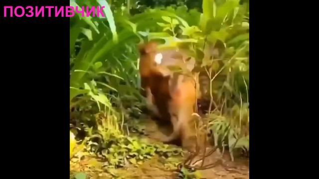 Смешные видео приколы про котов и собак / Домашние питомцы #2