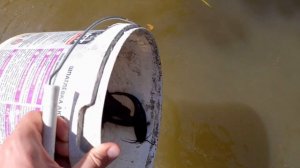 эксперимент. Кварцевый африканский сом в обычном пруду