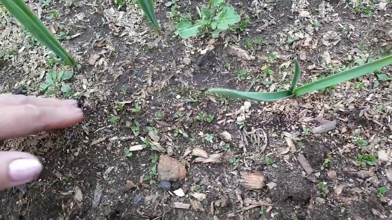 16.05.22 г. Озимый чеснок желтеет в мае!?