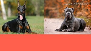 Кане корсо против Доберман. Cane Corso against Doberman. Собаки.