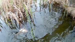 НА ОЗЕРЕ С МАГНИТНЫМИ ГАРАБЛЯМИ И МЕТАЛЛОИСКАТЕЛЕМ ИЩУ ЗОЛОТО. ПОИСК МАГНИТАМИ НА ПЛЯЖЕ