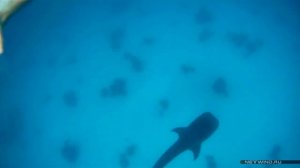 Китовая акула в Красном море. Whale shark