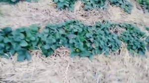 Обязательно осенью подкормите и замульчируйте свою клубнику, она отблагодарит Вас вкусными ягодами