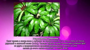 Как ухаживать за шефлерой