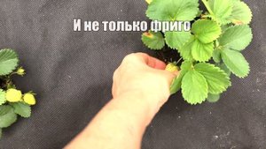 Через сколько дней поспевает КЛУБНИКА ФРИГО после посадки? Сорт Азия и Альбион