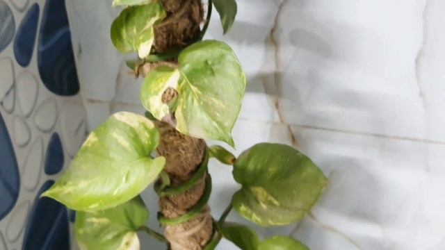 10 best indoor plant .....#pakhifamilyhouse#vlog смотреть онлайн