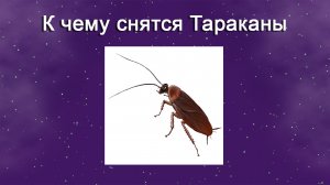К чему снятся тараканы (Сонник)