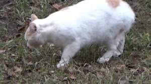 кот ест траву коты любят траву