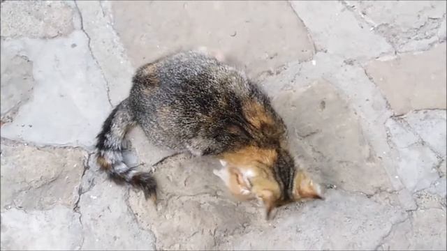 The cat plays with kittens. Кошка играет с котятами. смотреть онлайн