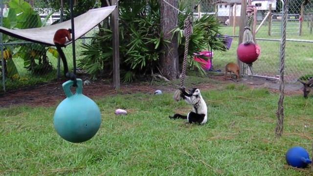 NINJA WARRIORS & A TIRE SWING? смотреть онлайн