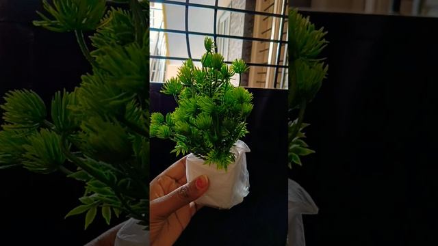 Decoration plants # latest video