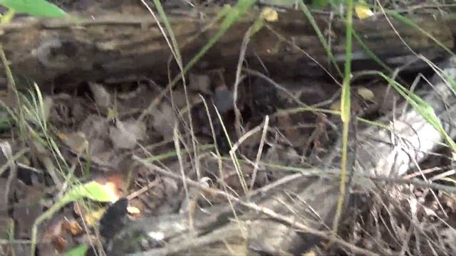 Самая лучшая охота смотреть онлайн