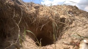 Лисья нора и ее обитатель