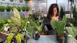 Happenin' Houseplants | Rare Houseplants in Iowa Greenhouse