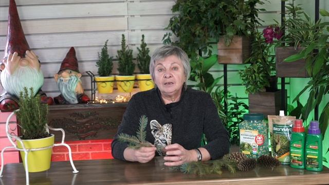 Голубая ЕЛЬ На Даче ✔️ Как Вырастить