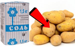 ТОЛЬКО ПРИ ТАКОЙ ПОСАДКЕ КАРТОФЕЛЯ БУДЕТ В 10 РАЗ БОЛЬШЕ! СУПЕР СПОСОБ