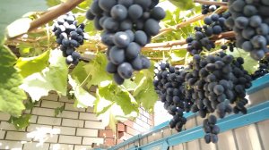Поздние сорта винограда. Виноградник осенью.