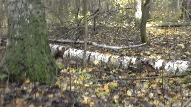 Белый гриб. Октябрь месяц 2019 год. Грибы в Подмосковье. смотреть онлайн