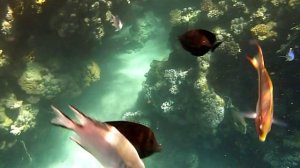 Марса Алам. Египет. 2010. Samaya