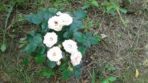 Роза Лидия патио спрей.