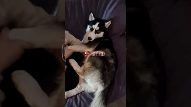 😄 Вот такая благодарность от husky Terri 😄 смотреть онлайн