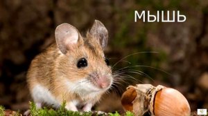 Как говорят животные и птицы. Звуки животных и птиц