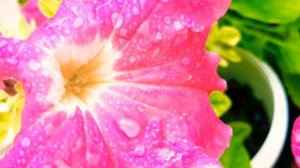 Beautiful Pink Petunia Flowers From My Garden🌸🌸🌸# Petunia Flower# Pink petunia