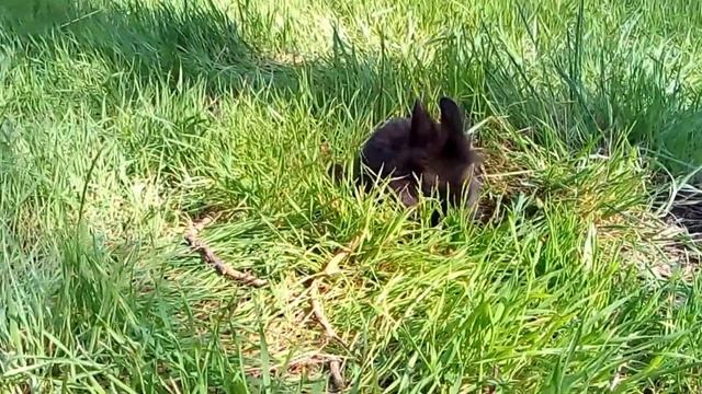 Мой кролик Кекс первый раз на прогулке)) смотреть онлайн